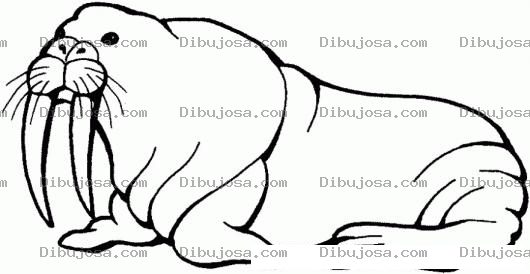 Dibujo para colorear Colorear Morsa