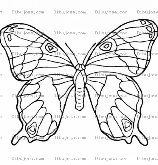 Dibujo para colorear mariposa para dibujar