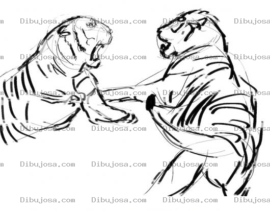 Dibujo para colorear Pelea De Tigres Para Colorear