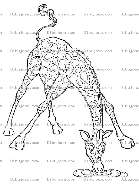 Dibujo para colorear Jirafa Tomando Agua Para Colorear Y Pintar