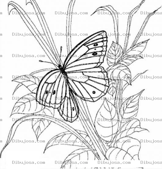 Dibujo para colorear mariposa para pintar