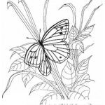 Dibujo para colorear mariposa para pintar