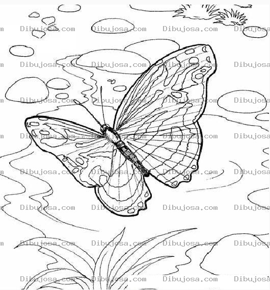 Dibujo para colorear mariposa volando sobre un rio para colorear