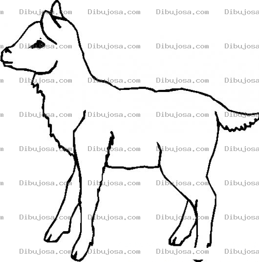 Dibujo para colorear Colorear Corderito